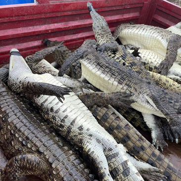 鳄鱼活体25-50斤，海南鳄鱼养殖场，优质阳光水源