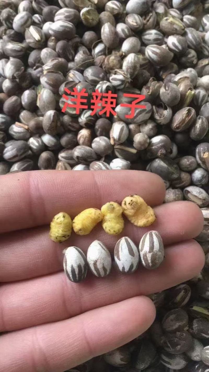 杨辣罐去壳纯肉