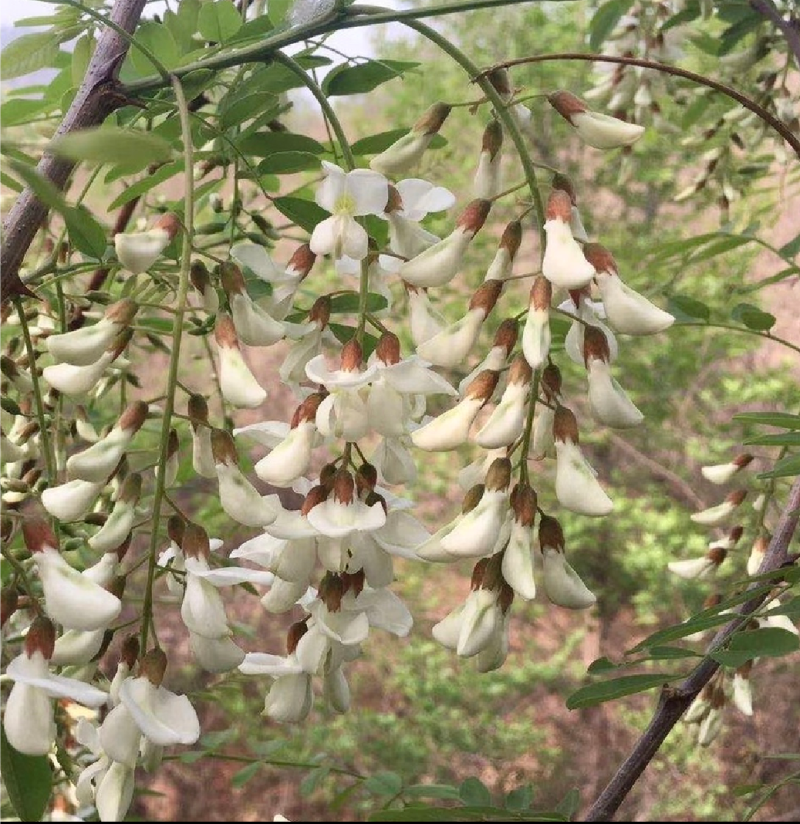 洋槐花农村手工摘货没有任何杂志