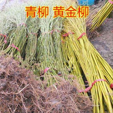 柳树苗黄金柳竹柳苗垂柳苗，垂扬柳树苗垂柳小苗大苗