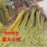 柳树苗黄金柳竹柳苗垂柳苗，垂扬柳树苗垂柳小苗大苗