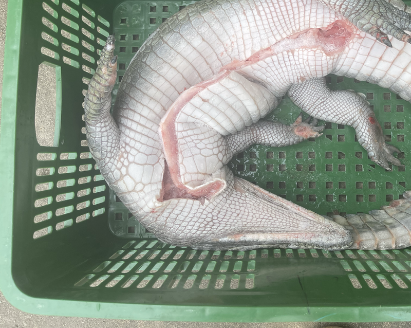鳄鱼白条，整条20-50斤都有，保证新鲜，海南基地发货