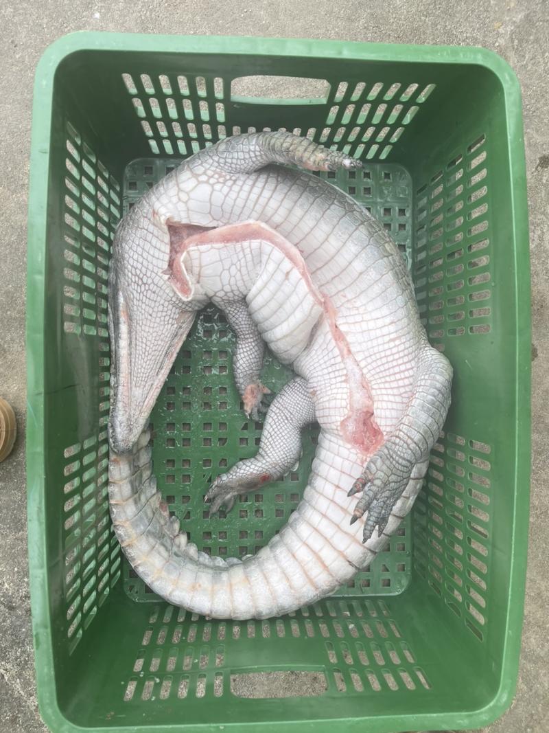 鳄鱼白条，整条20-50斤都有，保证新鲜，海南基地发货