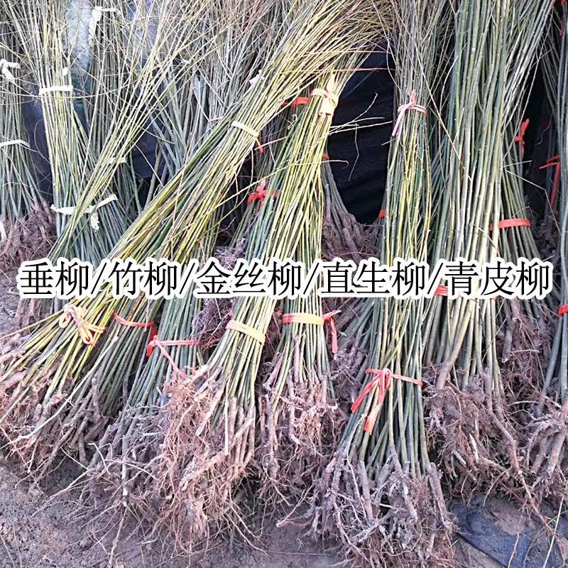 柳树苗黄金柳竹柳苗垂柳苗，垂扬柳树苗垂柳小苗大苗