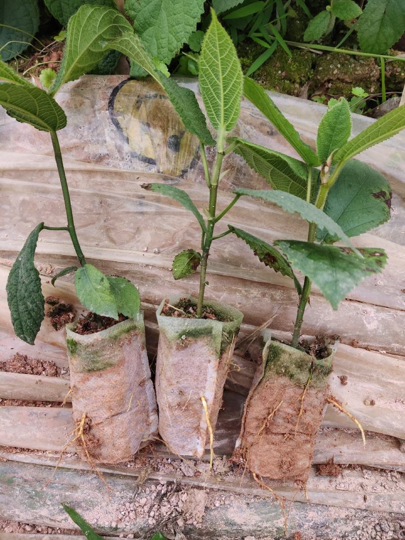 五指毛挑苗，提供种植技术包回收，基地直发。