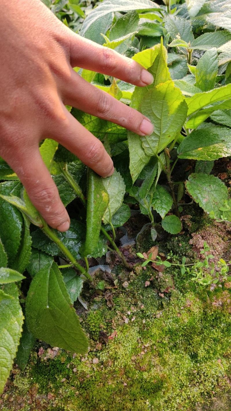 五指毛挑苗，提供种植技术包回收，基地直发。