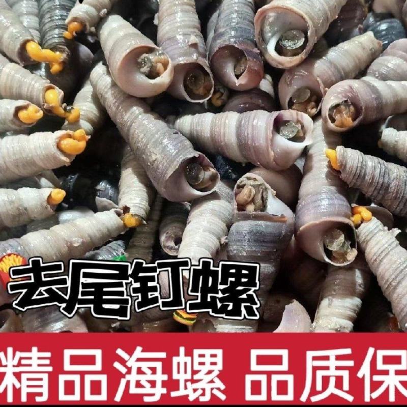 去尾钉螺