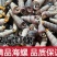 去尾钉螺
