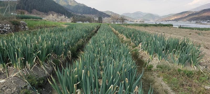 大葱种植销售支持直采，批发，零售，代办有需要的可以抓紧联