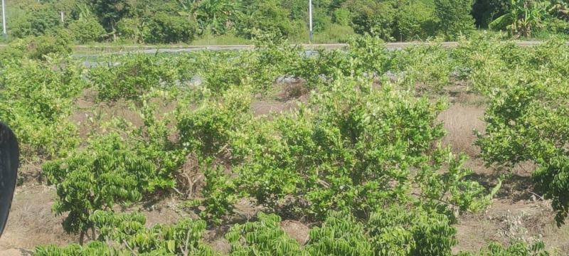 头像+V广东香水柠檬《自家果场没中间商》