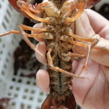 产地直发