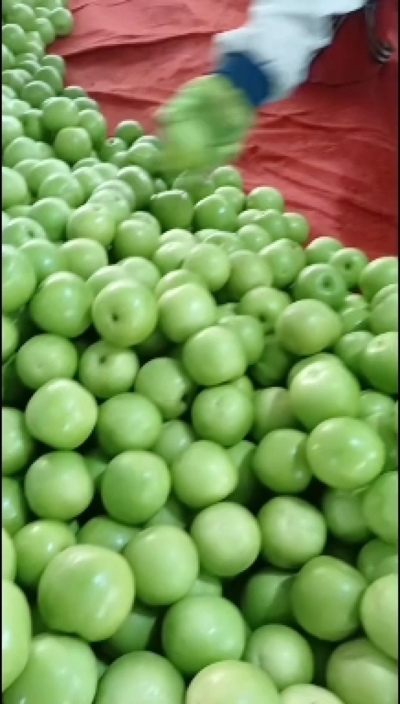 西双版纳精品苹果枣，
