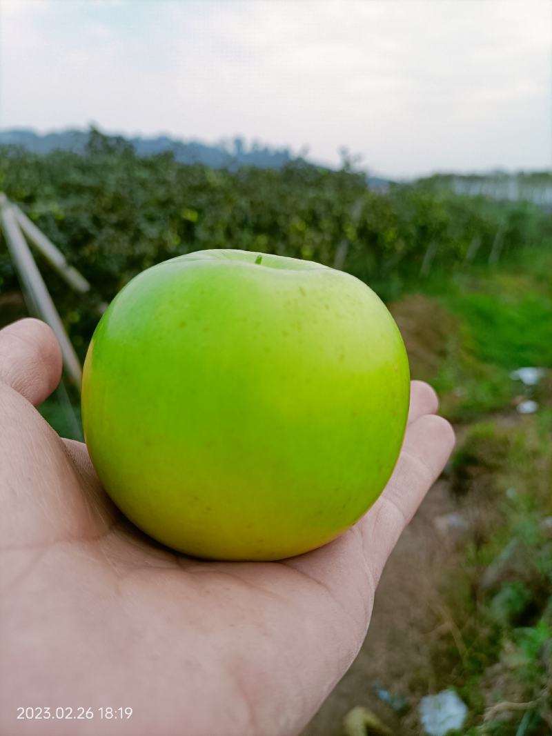 西双版纳精品苹果枣，