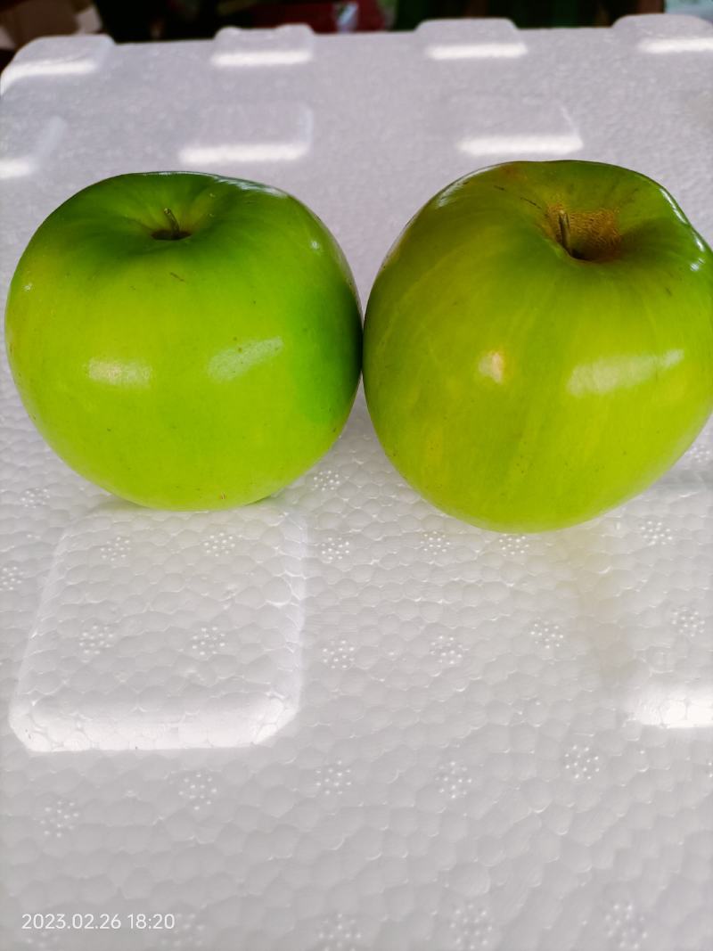 西双版纳精品苹果枣，