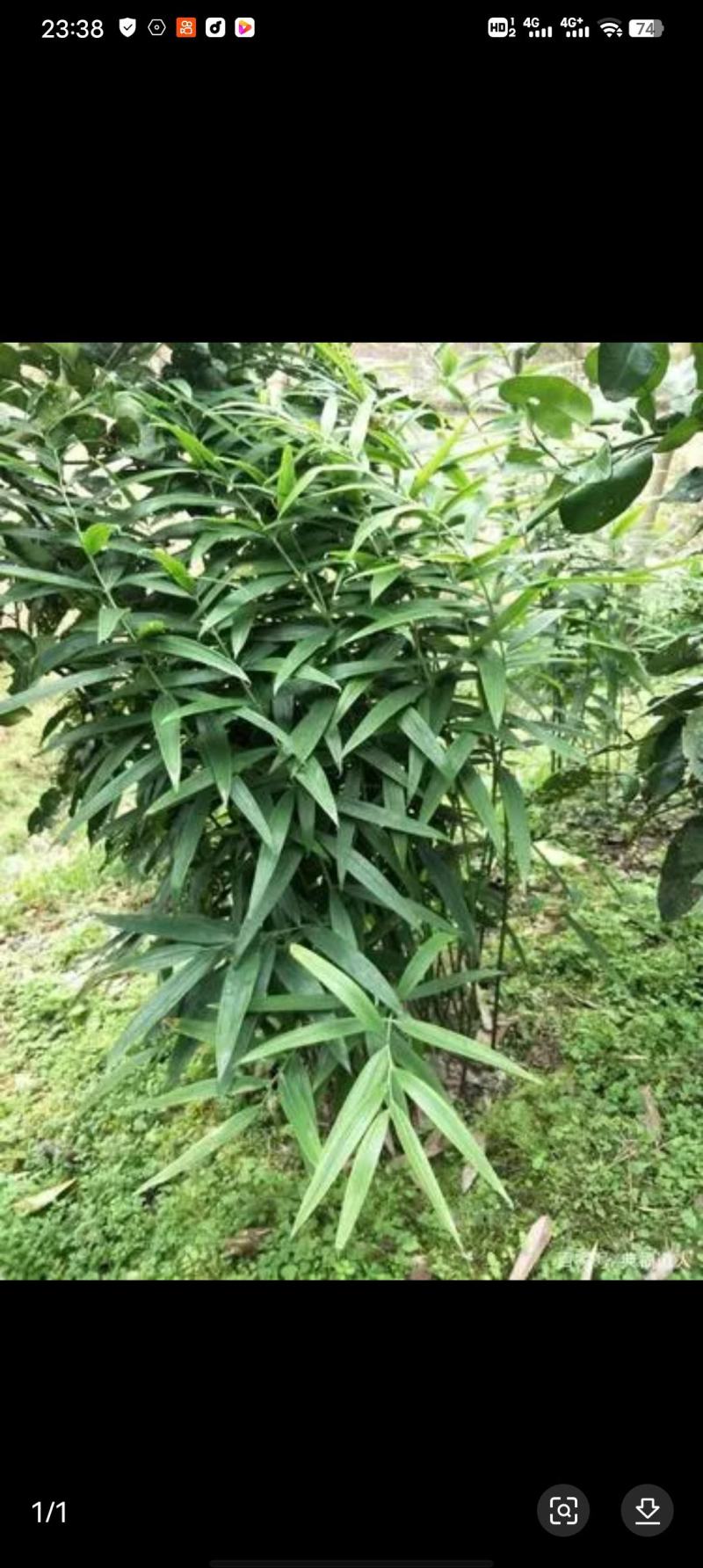 黄精