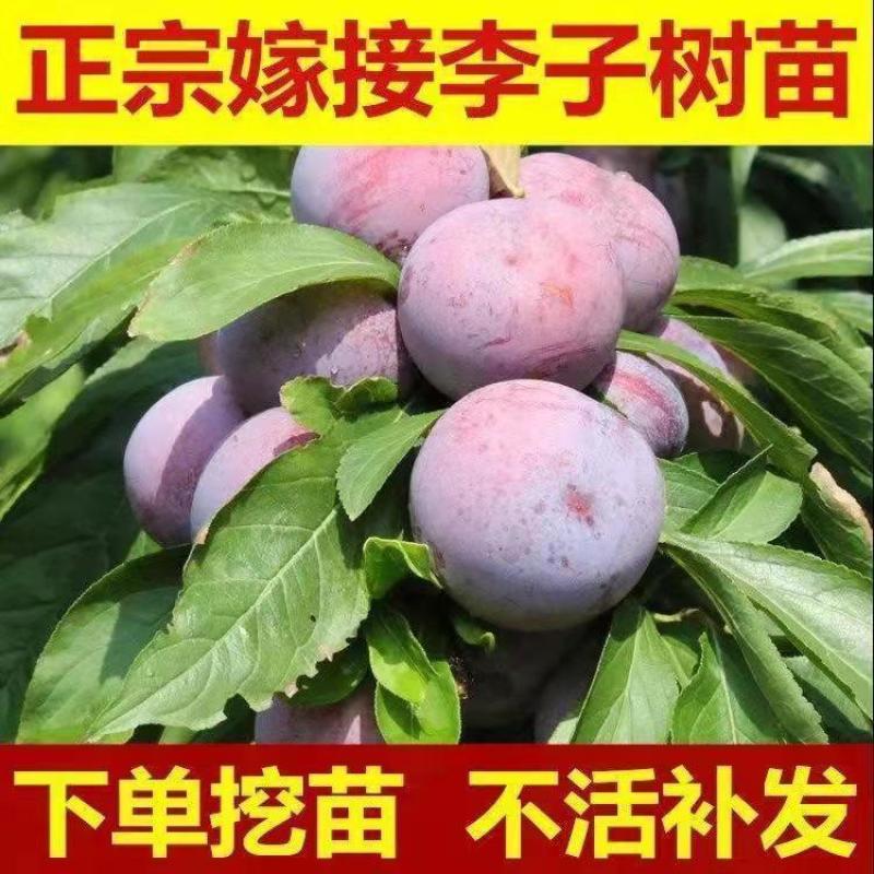 [强烈推荐]蜂糖李子苗原产地发货包活死苗补发欢迎来电