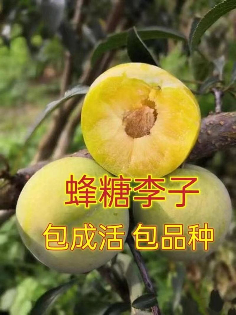 [强烈推荐]蜂糖李子苗原产地发货包活死苗补发欢迎来电