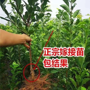 [强烈推荐]蜂糖李子苗原产地发货包活死苗补发欢迎来电