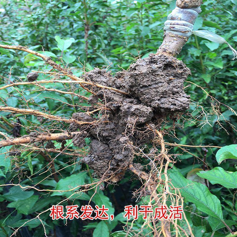 [包活]李子苗蜂糖李子苗各种规格各种年份欢迎来电