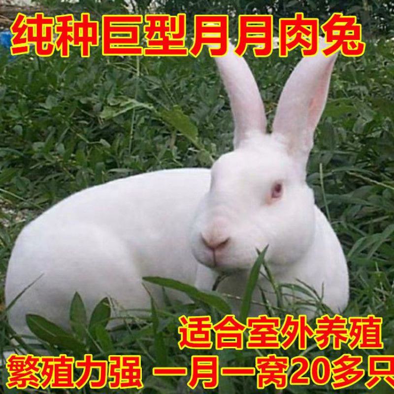新西兰白兔子正品兔子