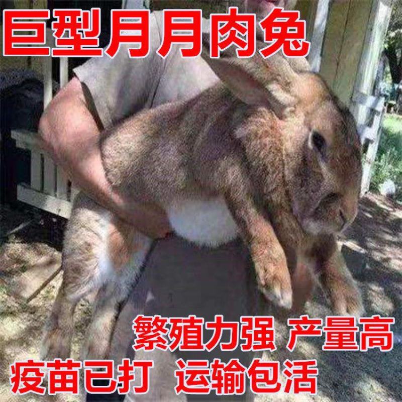 新西兰白兔子正品兔子