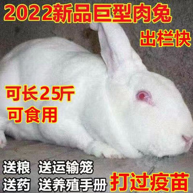 新西兰白兔子正品兔子