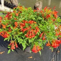 2303基地供应红钟花四级开花常绿新品种灌木花期