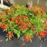 2303基地供应红钟花四级开花常绿新品种灌木花期