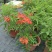 2303基地供应红钟花四级开花常绿新品种灌木花期