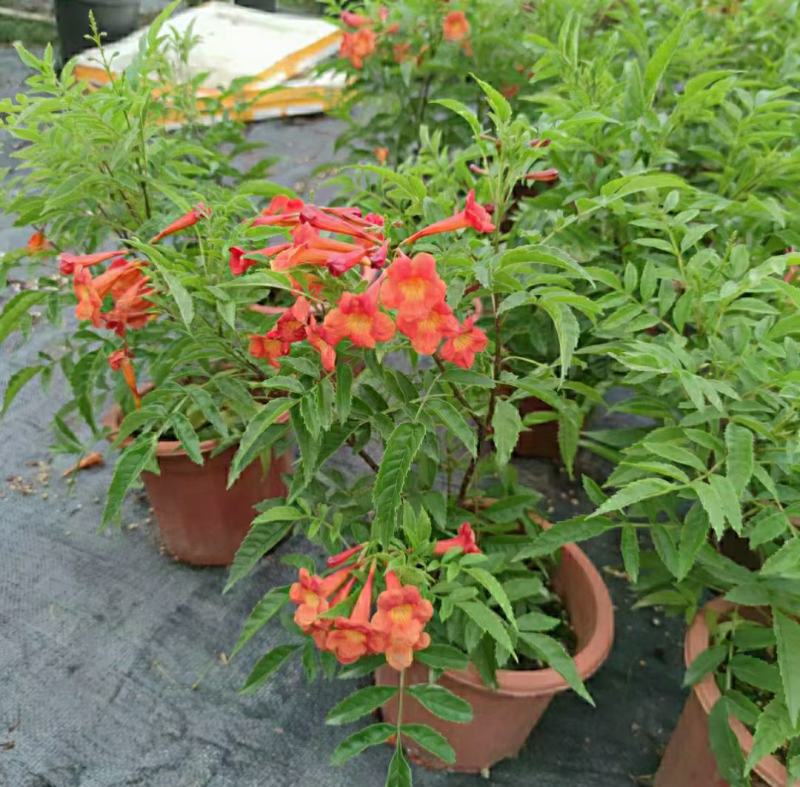2303基地供应红钟花四级开花常绿新品种灌木花期