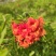 2303基地供应红钟花四级开花常绿新品种灌木花期