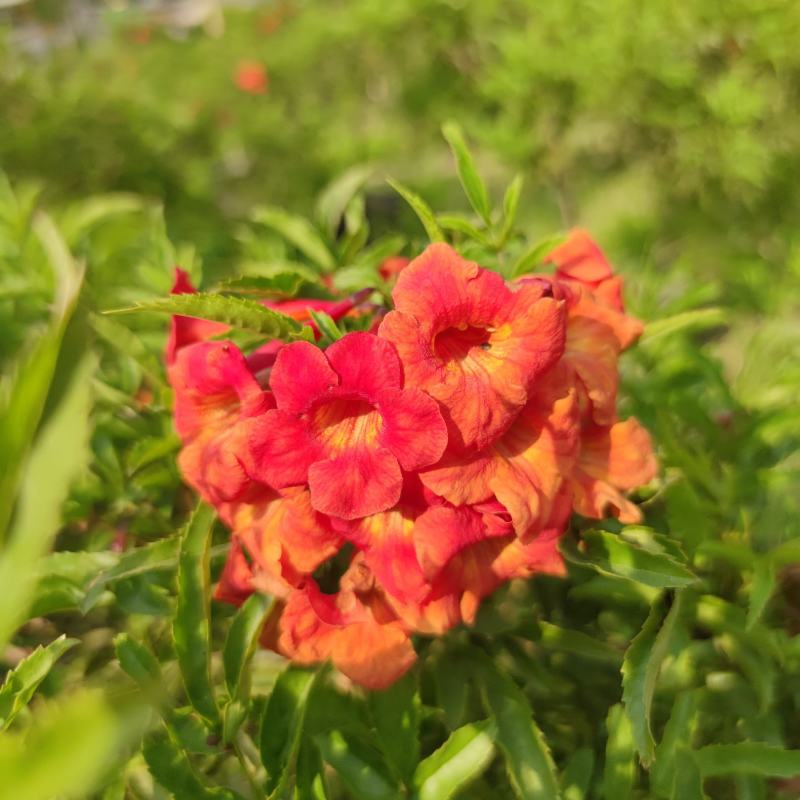 2303基地供应红钟花四级开花常绿新品种灌木花期