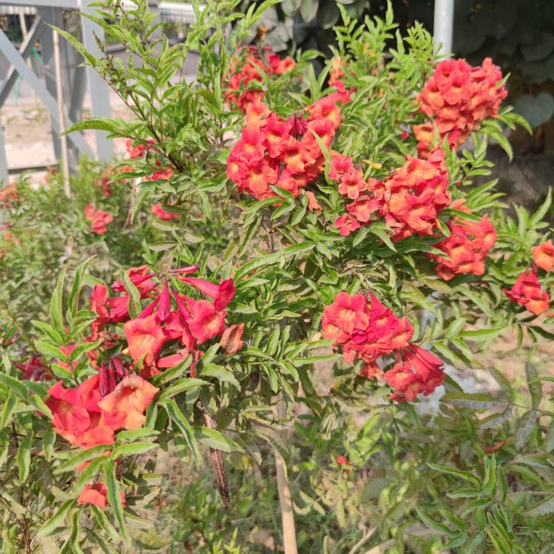 2303基地供应红钟花四级开花常绿新品种灌木花期