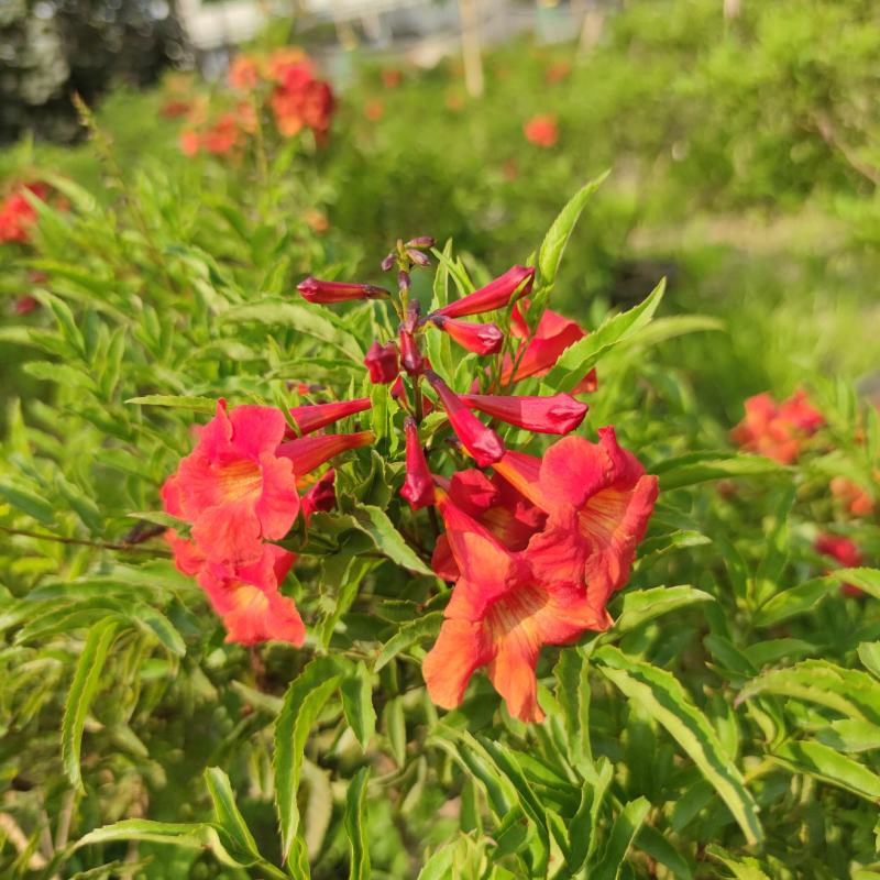 2303基地供应红钟花四级开花常绿新品种灌木花期