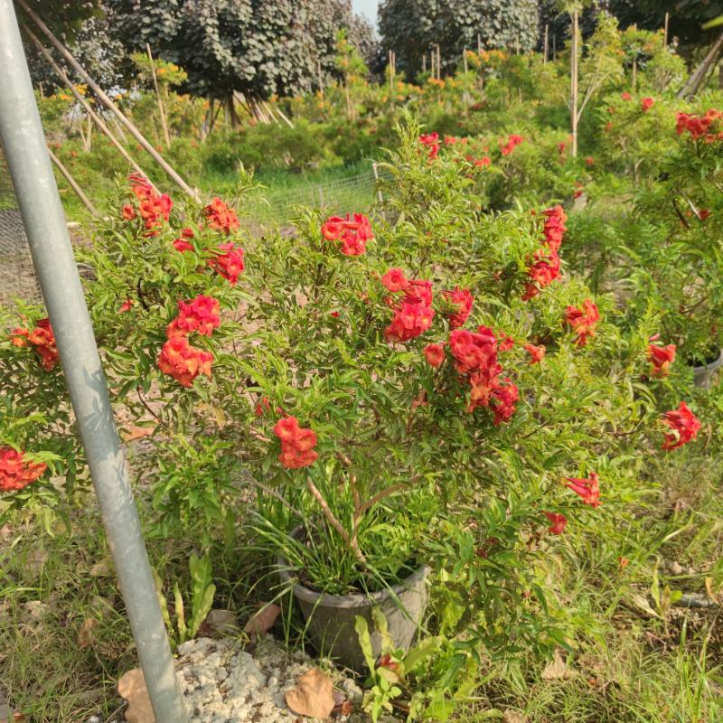 2303基地供应红钟花四级开花常绿新品种灌木花期