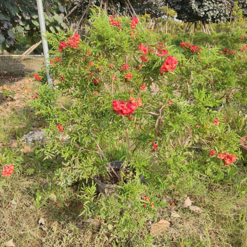 2303基地供应红钟花四级开花常绿新品种灌木花期