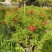 2303基地供应红钟花四级开花常绿新品种灌木花期