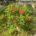 2303基地供应红钟花四级开花常绿新品种灌木花期