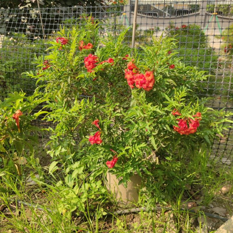 2303基地供应红钟花四级开花常绿新品种灌木花期