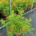2303基地供应红钟花四级开花常绿新品种灌木花期