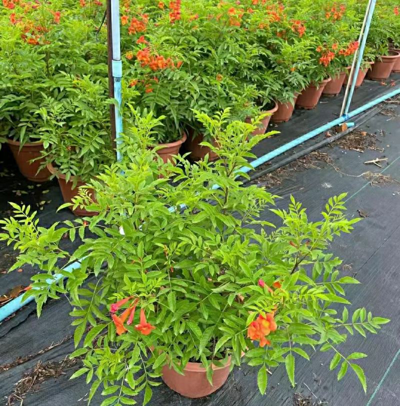 2303基地供应红钟花四级开花常绿新品种灌木花期