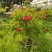 2303基地供应红钟花四级开花常绿新品种灌木花期