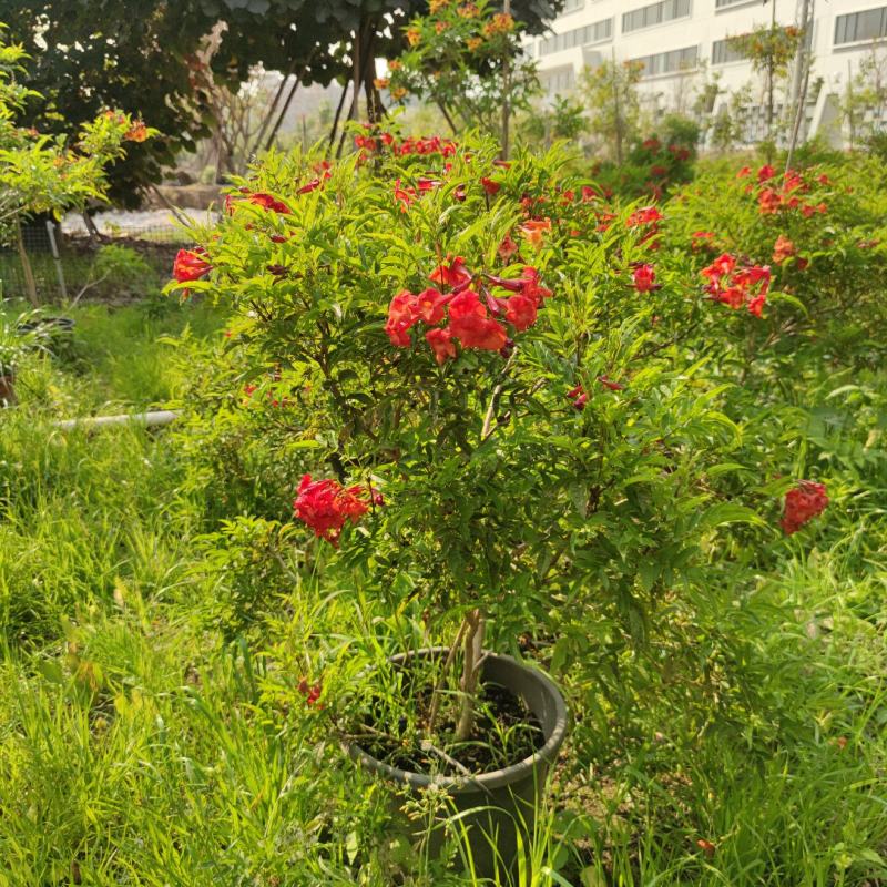 2303基地供应红钟花四级开花常绿新品种灌木花期