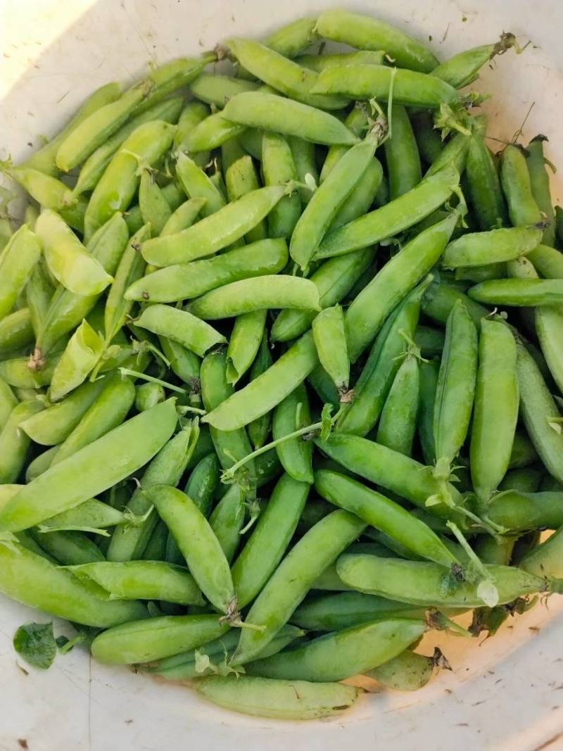 豌豆荚，现摘现发。保质报量，一手货源产地直发