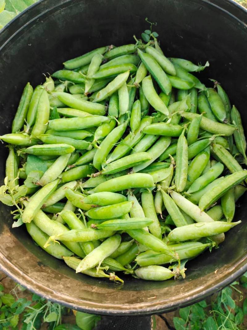 豌豆荚，现摘现发。保质报量，一手货源产地直发