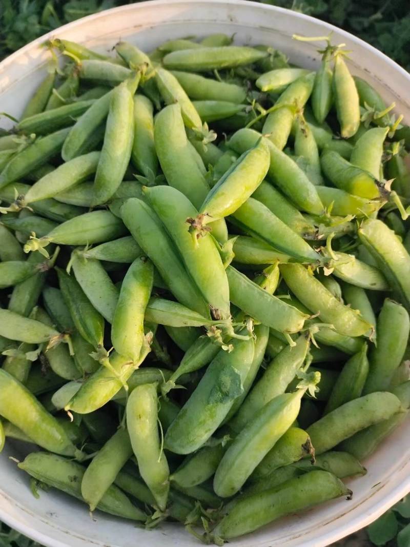 豌豆荚，现摘现发。保质报量，一手货源产地直发