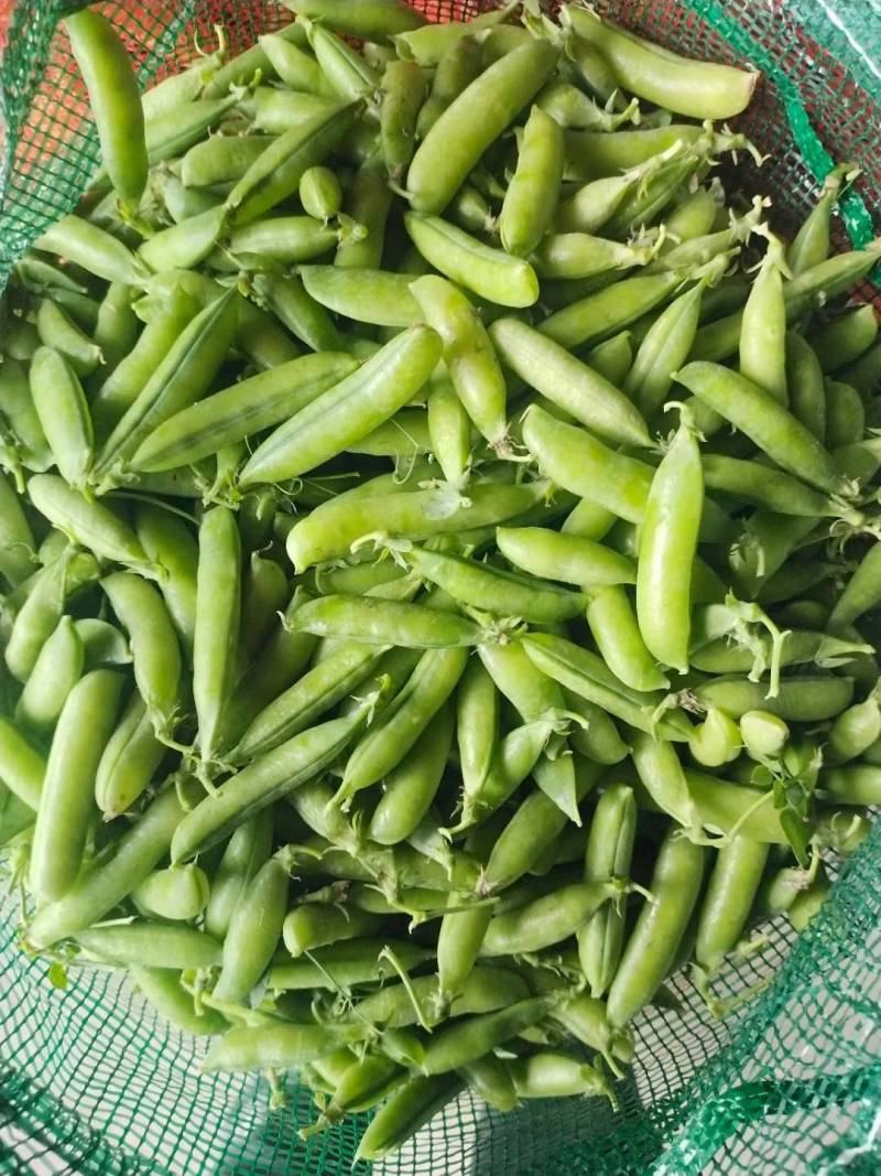 豌豆荚，现摘现发。保质报量，一手货源产地直发