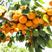 [苗木]银杏树杏树苗包活各种规格欢迎来电采购