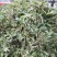 野生荠荠菜。荠菜，荠荠菜，现摘现发，保质保量，一手货源