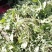 野生荠荠菜。荠菜，荠荠菜，现摘现发，保质保量，一手货源
